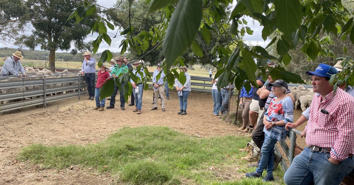 Boorowa flock ewe competition | Photos