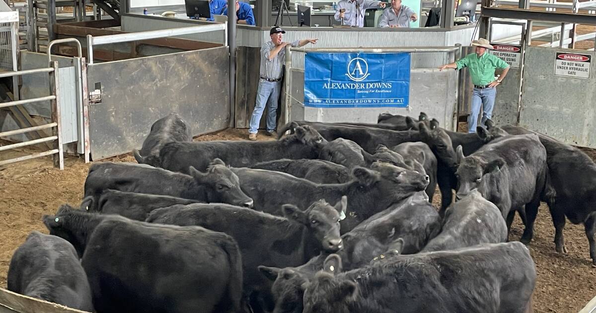 First Scone store sale for 2024 has cows and calves topping at $1925