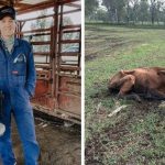 Low birth weight, high marbling bulls in demand at Brewer Beef sale