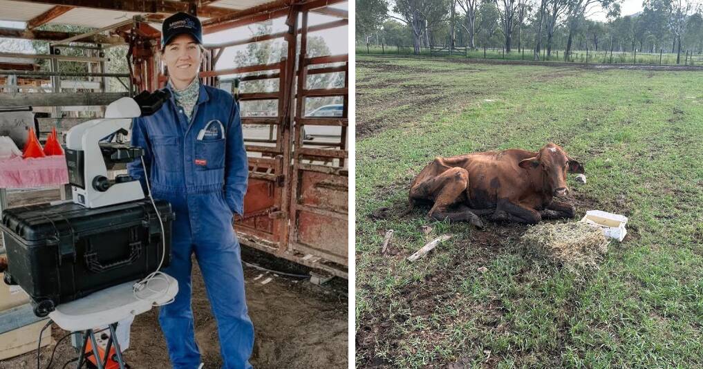 Monto vet reveals surprising solution in cattle health mystery