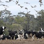 Back-of-the-ute treatment and on-farm surgery, rural nurse has done it all