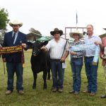 Canberra Royal 2024: Miniature Galloway and Miniature Belted Galloway results