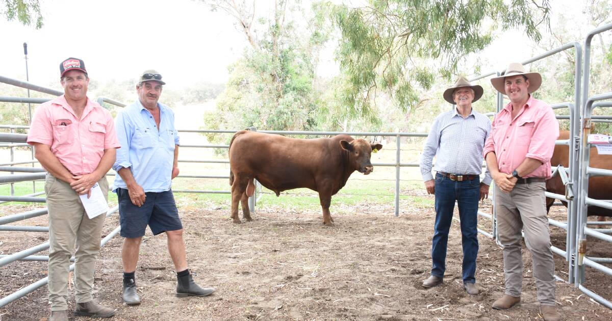 Kingslane and Magic Valley bull sale recap. | Farm Weekly