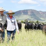 Towers yards busy as multiple live export boats fill fast