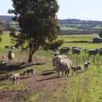 Arcadia Valley organic graziers' holistic approach to beef production