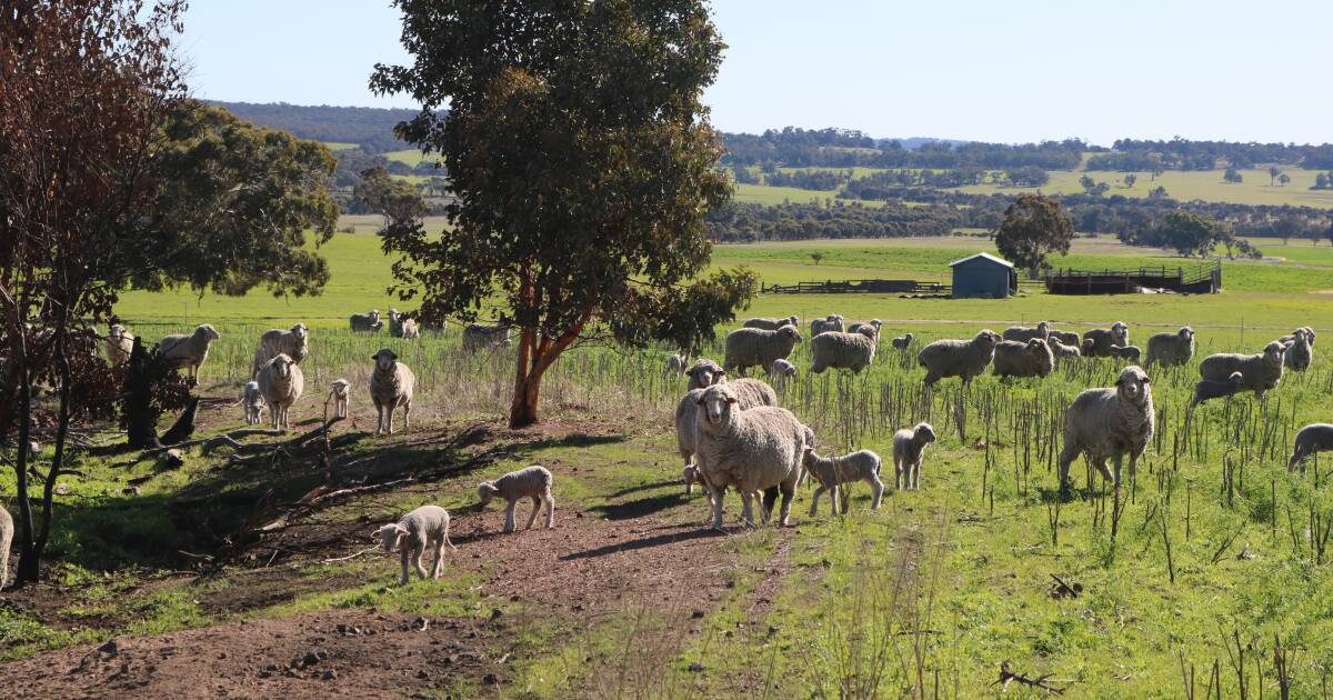 Eastern demand for sheep has ramped up