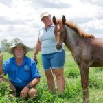 Droughtmaster steers hit $1535 at Beaudesert