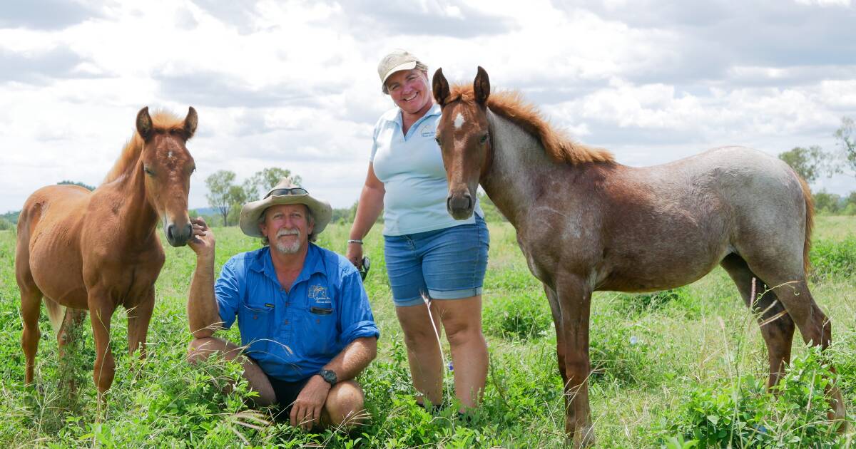 Graziers desperate to re-home brumbies before cull ramps-up in Kosciuszko