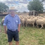 Glen Innes Show Steer Sale: Limousin champion at $20/kg | Queensland Country Life