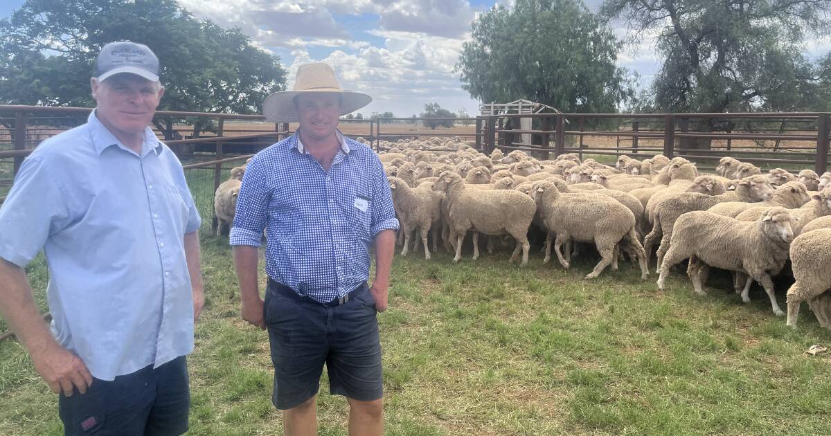 Westscott family win Doug Bicket Memorial Ewe Competition