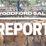 National cattle herd to ease to 28.6m says MLA’s 2024 Projections