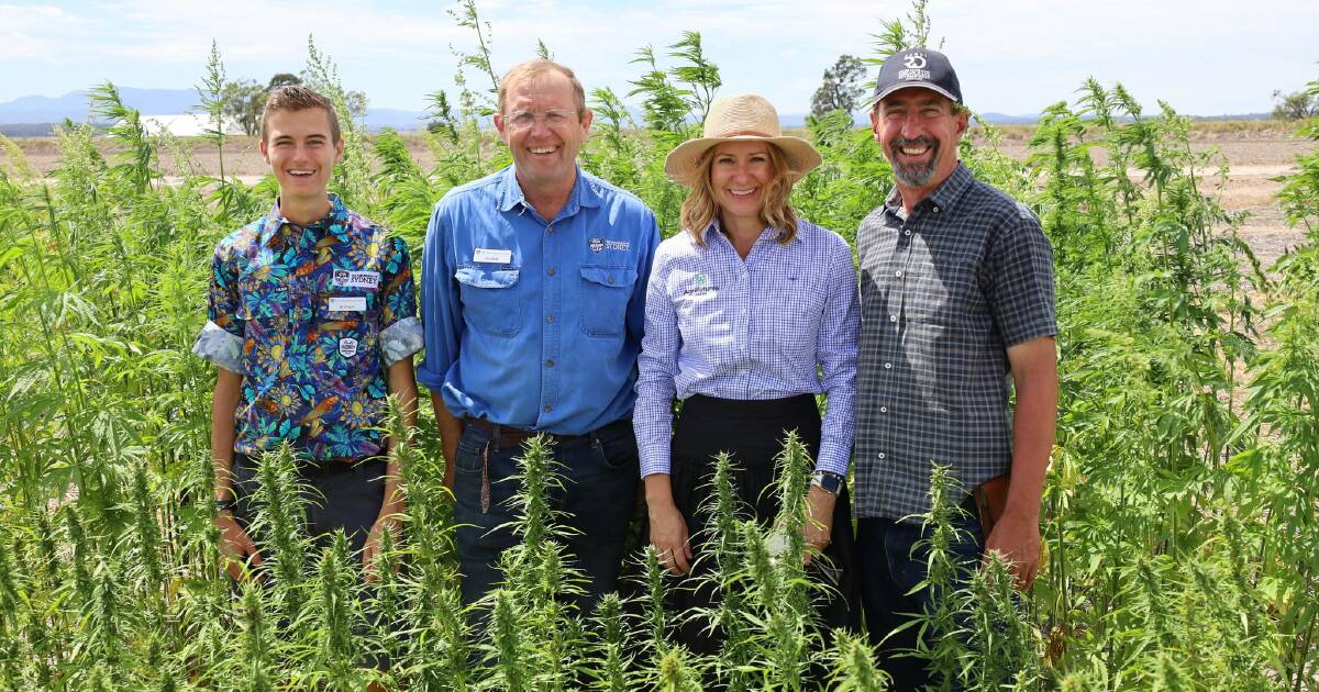 Industrial hemp trials under the microscope at Narrabri research station