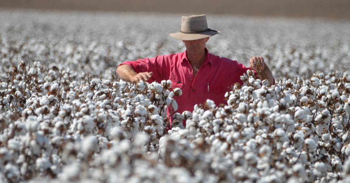 Cotton growers 'burnt out' due to staffing shortages