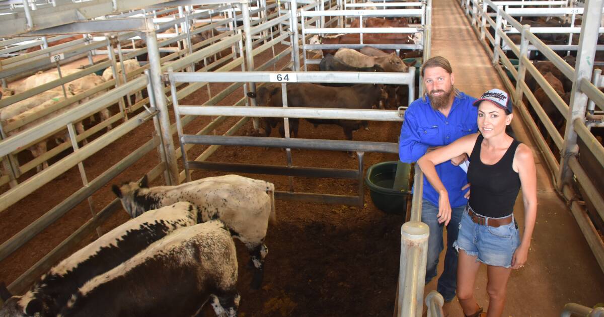 Nutrien Livestock Muchea cattle sale sees positive results | Farm Weekly