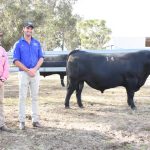 Moreton bull and female sale makes a return after dry weather postponement