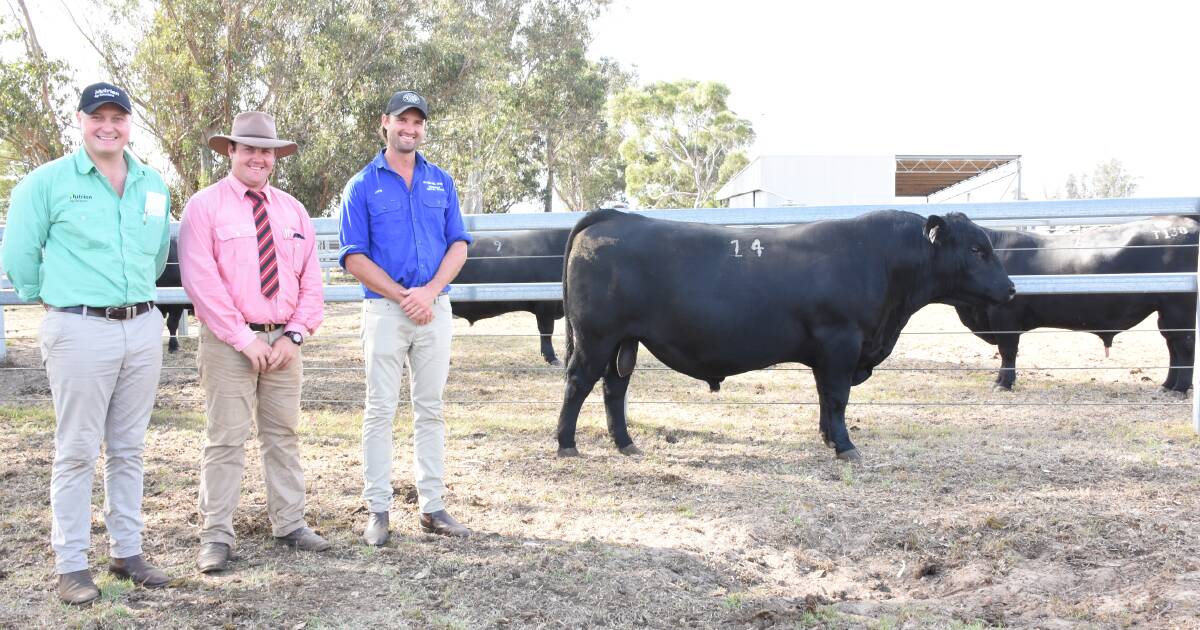 Koojan Hills Angus sire tops at $17,000