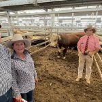 Some weaner heifers up to 30c/kg dearer at Gracemere