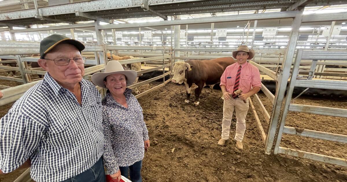 Tummel Herefords dispersed with $9250 for top-priced Poll Hereford female