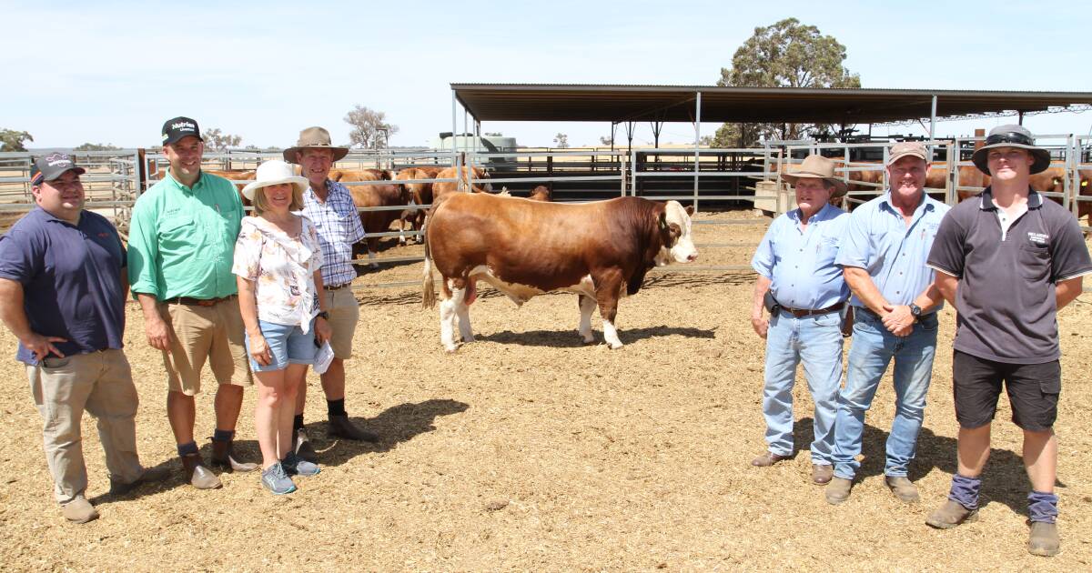 Willandra Simmental, Red Angus & Angus Bull Sale Recap | Farm Weekly