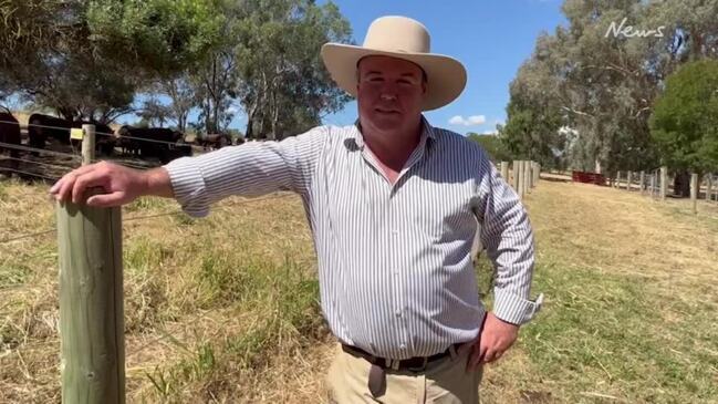 Solid demand for Hereford sires