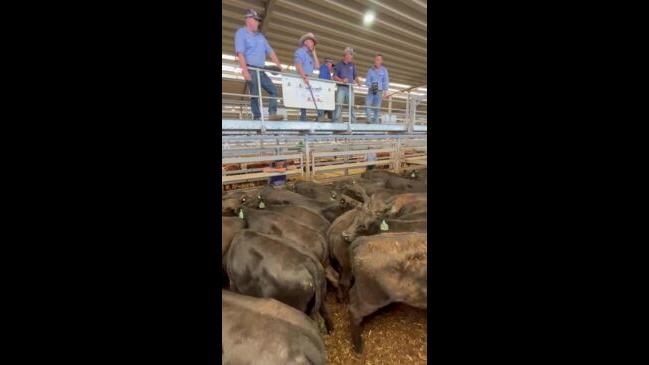 Steers to 461c/kg at Wodonga cattle sale