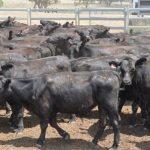 America's young farmers of the future pick up tips during tour to MIA