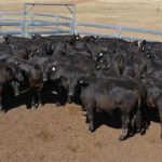 'Underutilised' farming country on NSW's renowned Liverpool Plains