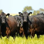 Brisbane forum will focus on risk management and price reporting tools for beef