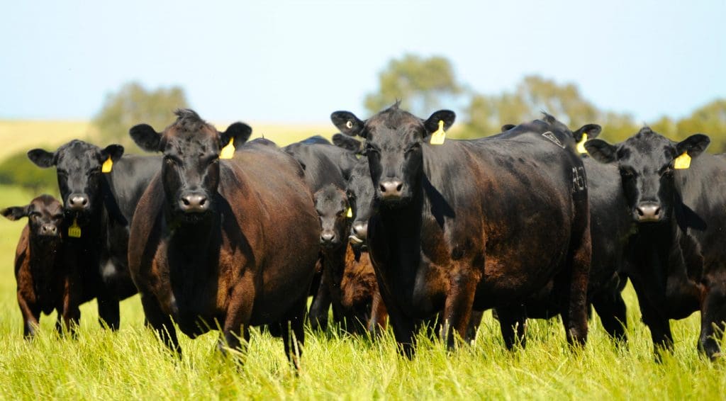 Geelong conference to focus on the future of cattle breeding