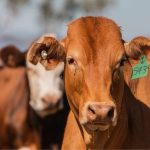 Morbank a major Central Queensland buffel grass opportunity