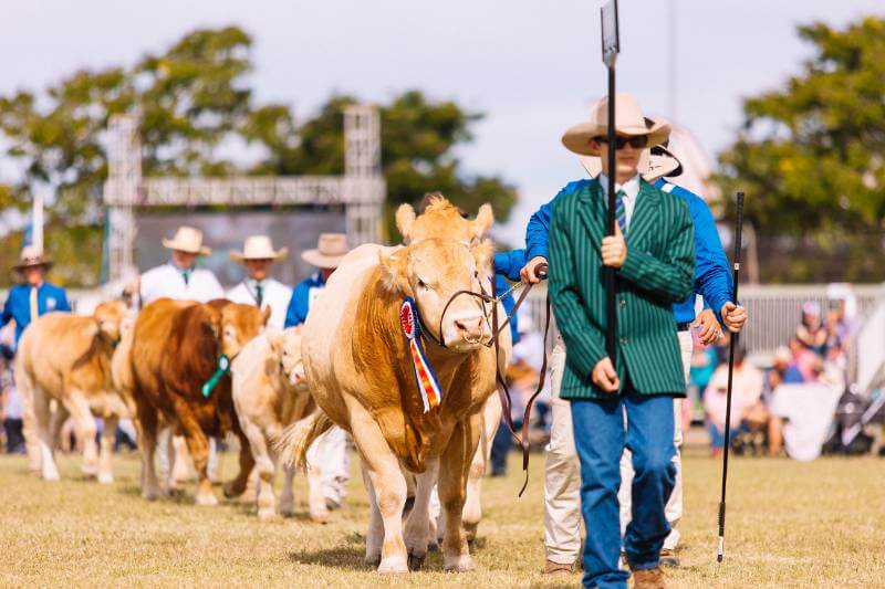 Late surge expected for Beef 2024 stud entries