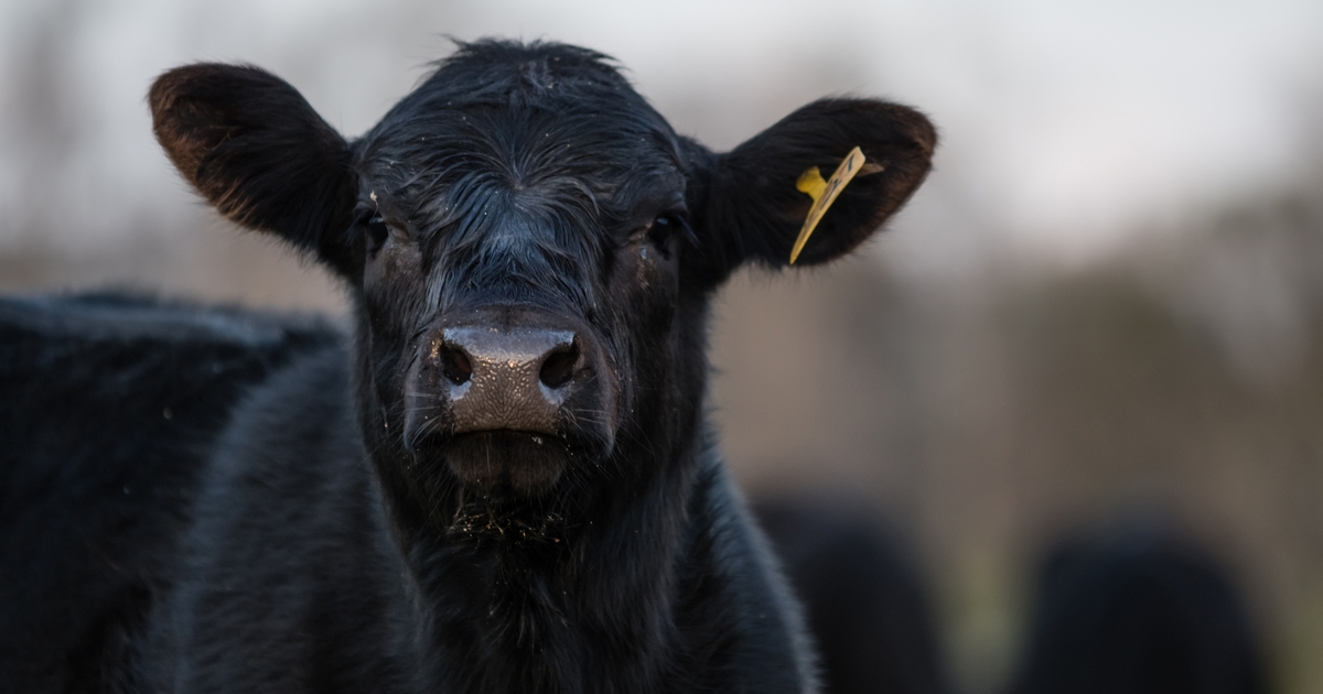 Multi-institutional bovine viral transmission study underway