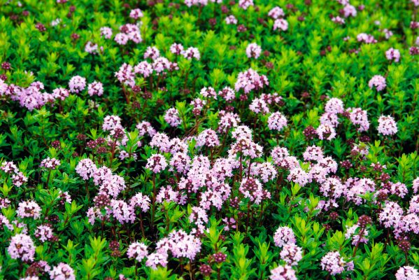 About thyme: the herb that goes with any dish