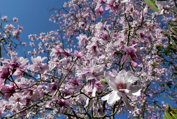 Spring has officially sprung, according to some plants in Cornwall