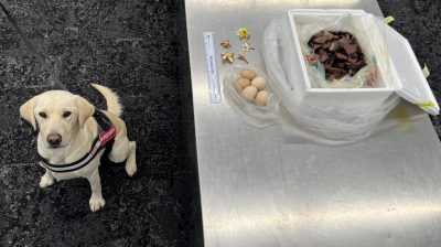 Detector dog sniffs out high-risk meat stash at Adelaide Airport