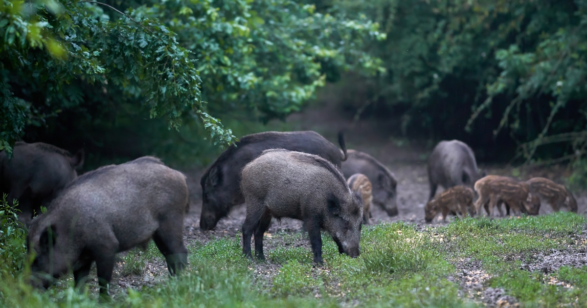 New feral hog bait garners support from Texas ag