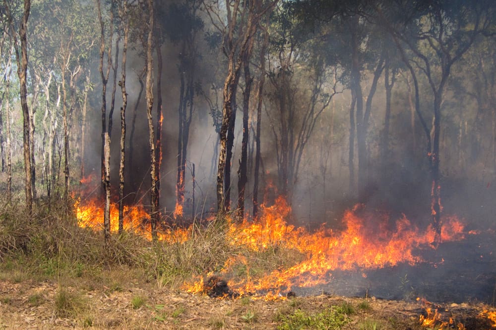 How strategic grazing kept fires at bay on three Qld National Parks