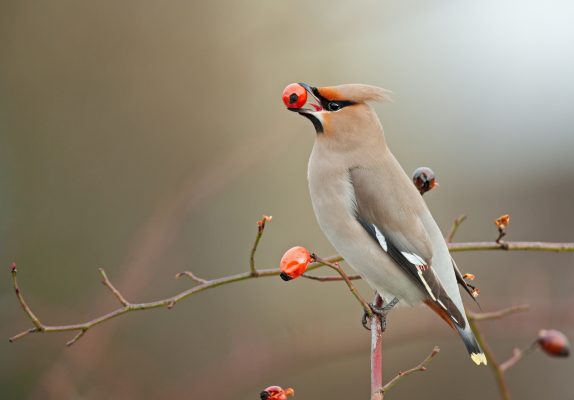 Waxwings: The winter visitors which come to Britain so rarely they may never see a human again