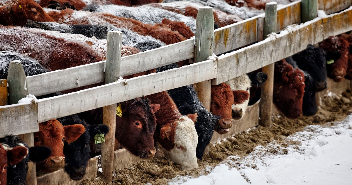 The growing role of the U.S. feedlot industry