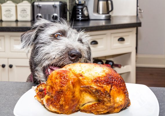 How to stop your dog counter surfing, by expert trainer Ben Randall