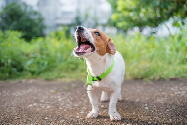 Puppy aggression: How to nip it in the bud before it becomes a problem, by award-winning trainer Ben Randall