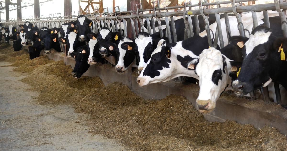 Greener Cattle Initiative seeks enteric methane emission research proposals