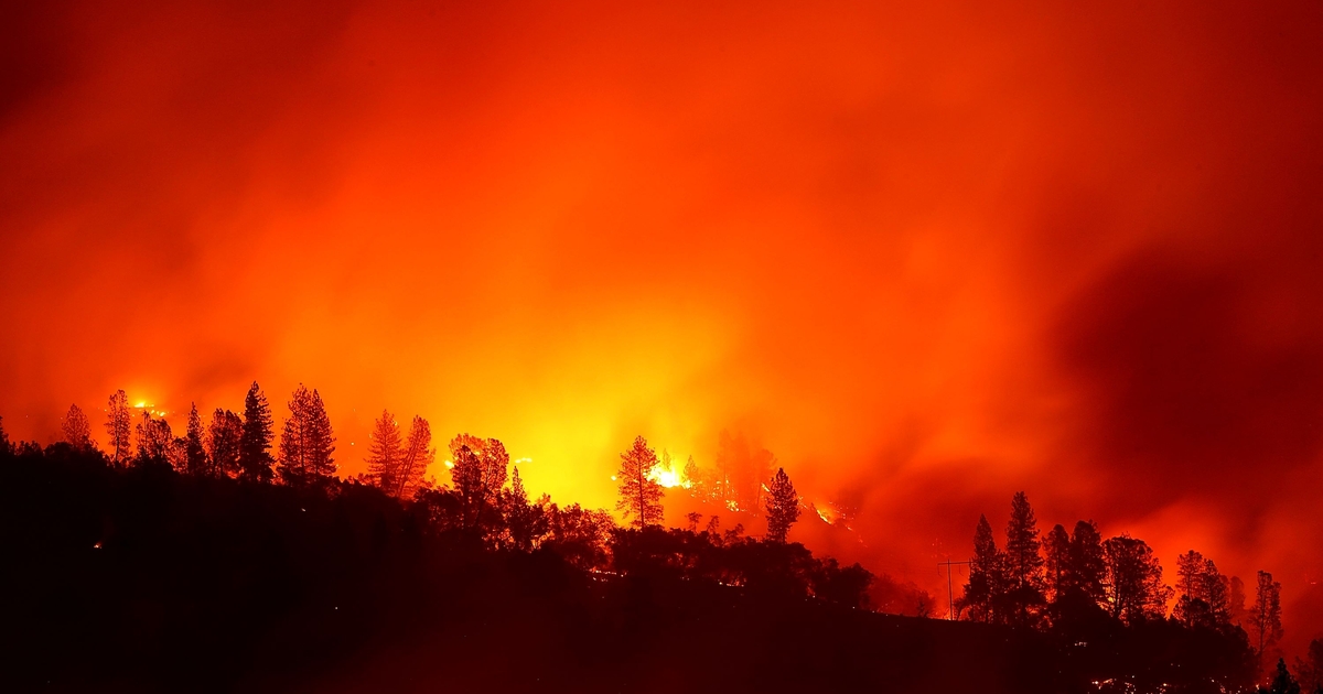 Are cattle a secret weapon for taking on California wildfires?