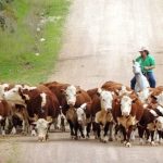 South Coast Beef School Steer Spectacular ramps up in 2024 | The Land