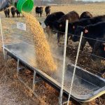 A season for sorghum on the black soil plains