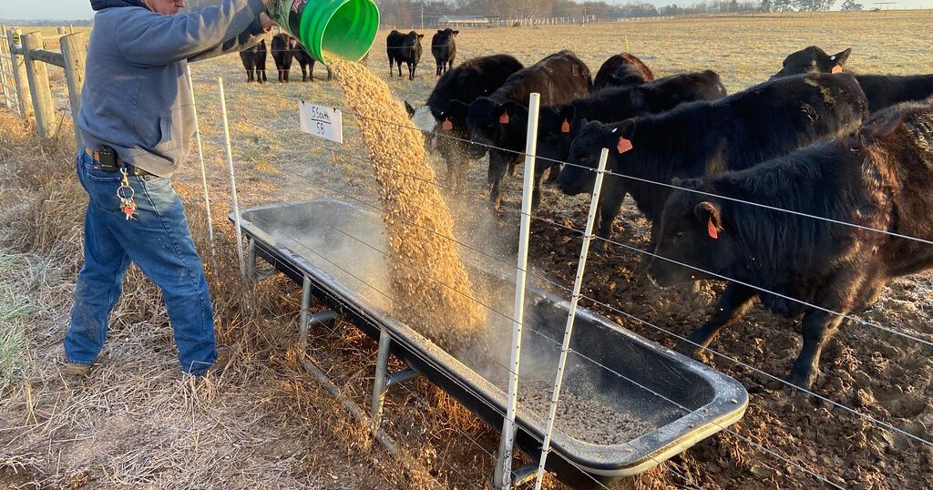 Scientists work to develop feed additives for healthy cattle, environment