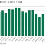 Steers sell to strong market at Woodford