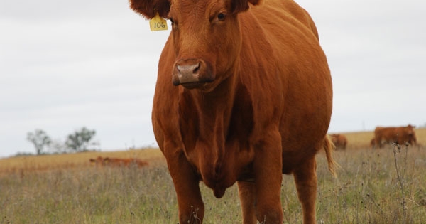 Red Angus Association of America promotes Oliver