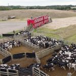 Buyers come from across the eastern states to purchase Injemira bulls