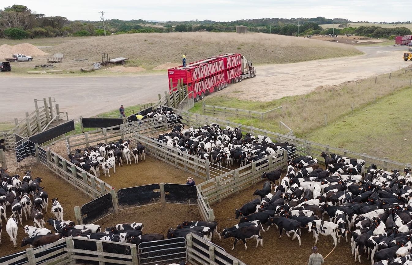 Cattle export surge to China masks tough trading conditions